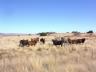 thm_3_eland.jpg